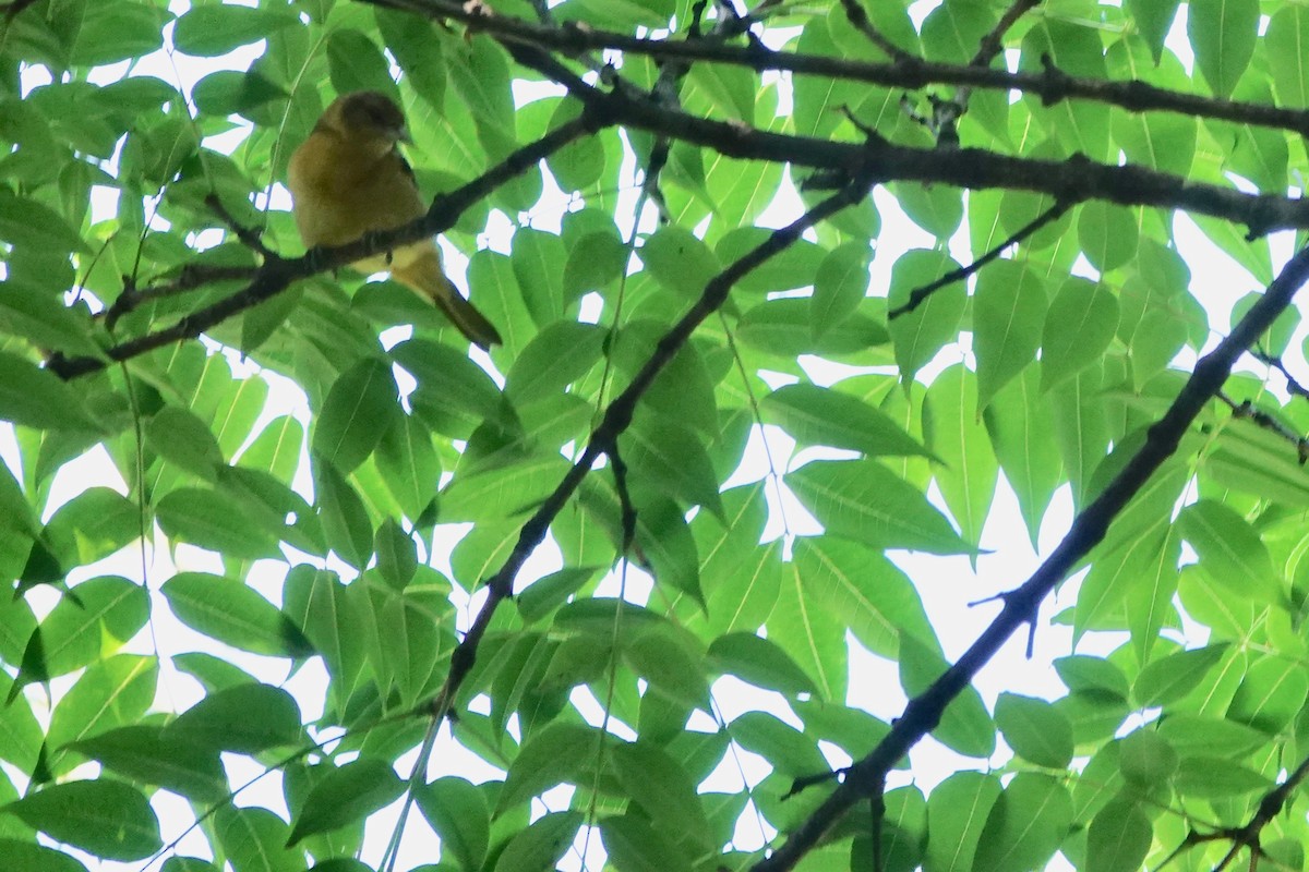 Orchard Oriole - ML622754328
