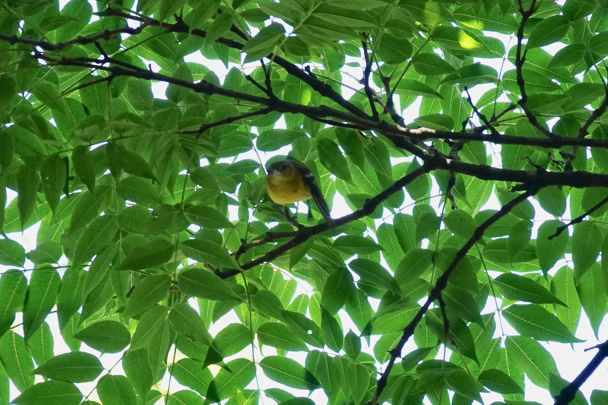 Orchard Oriole - ML622754329