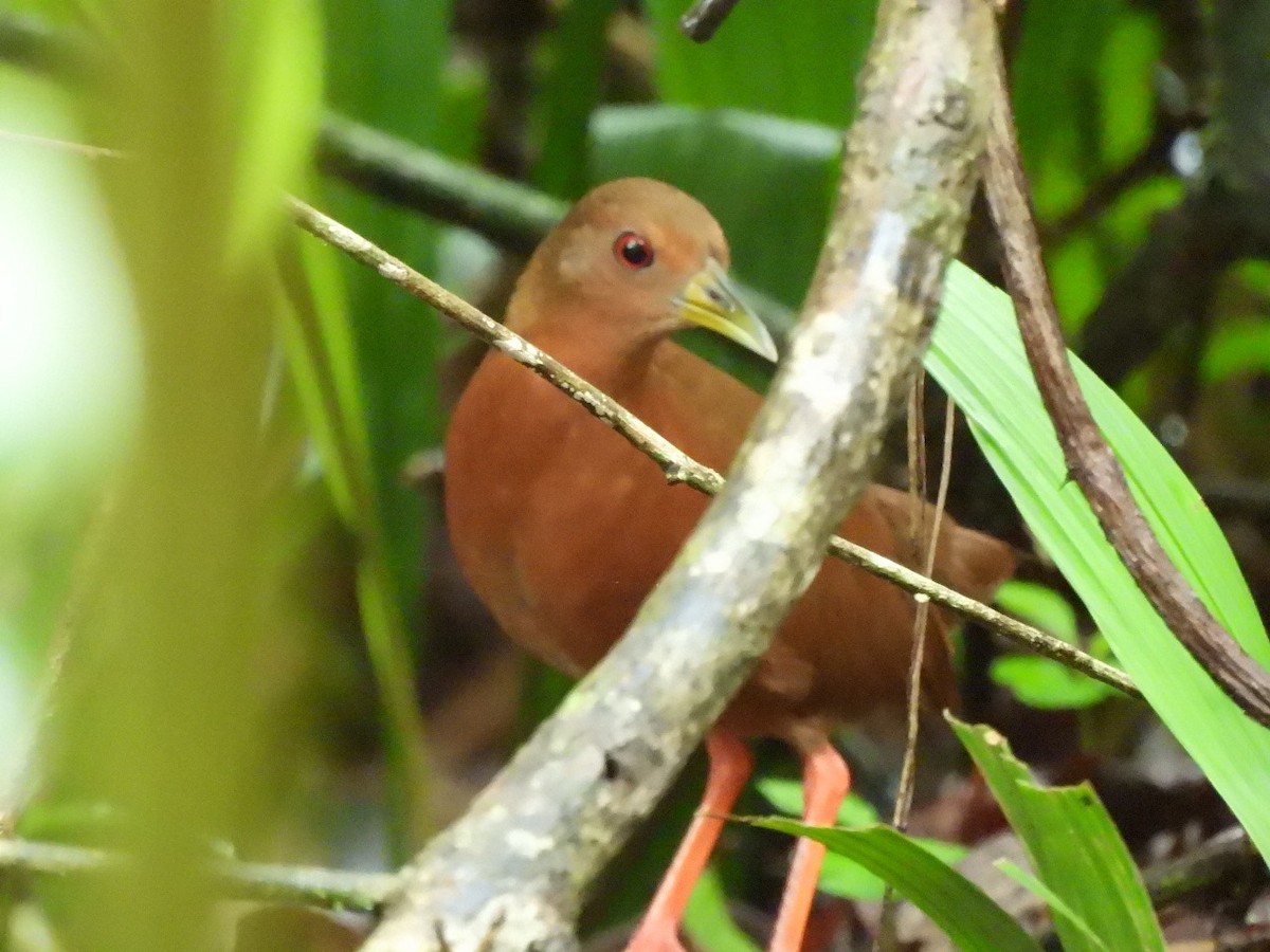 Uniform Crake - Steve Choco Tour Guide