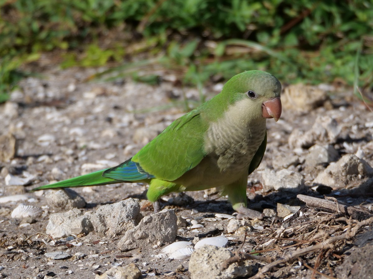 Monk Parakeet - ML622754384