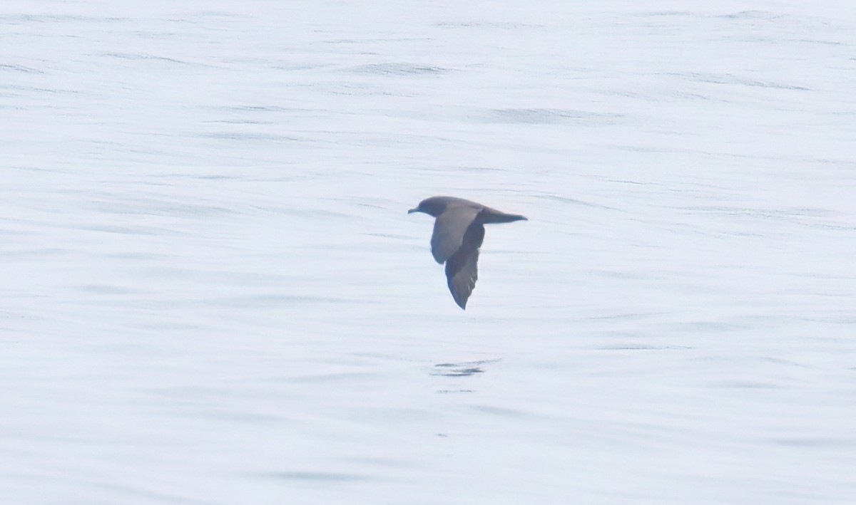 Flesh-footed Shearwater - ML622754433