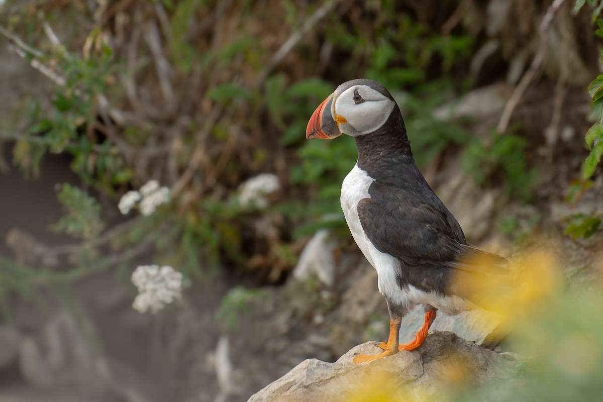 Atlantic Puffin - ML622754467