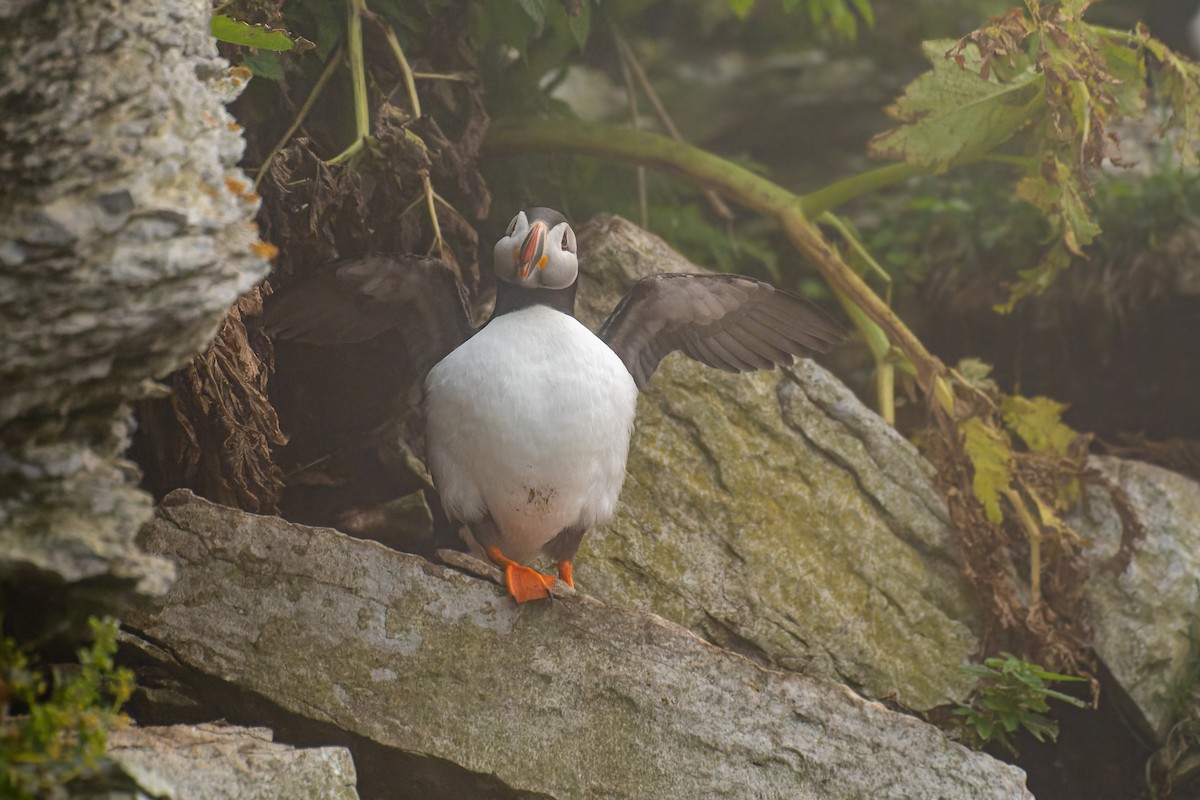 Atlantic Puffin - ML622754468