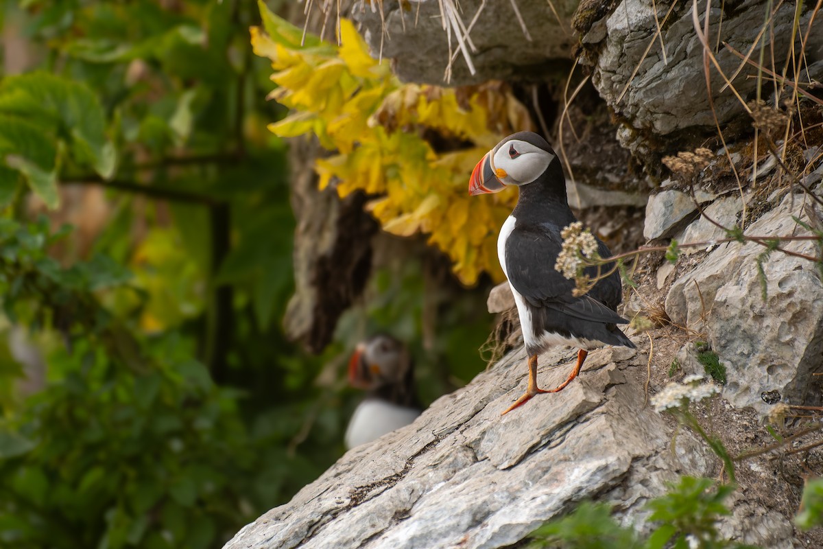 Atlantic Puffin - ML622754469