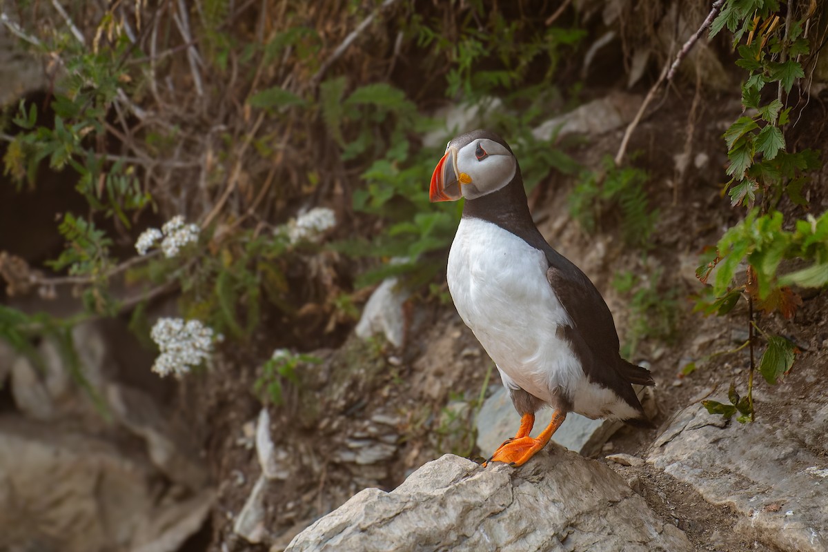 Atlantic Puffin - ML622754470