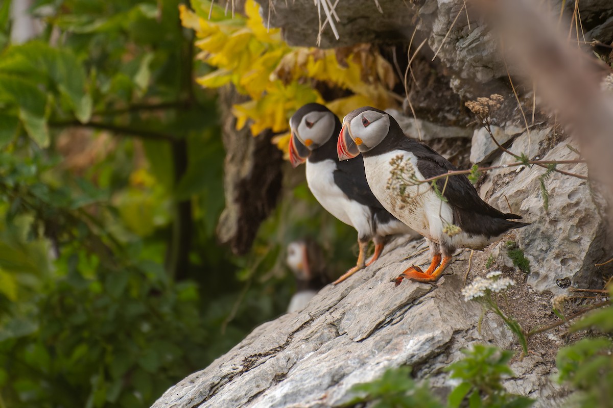 Atlantic Puffin - ML622754471