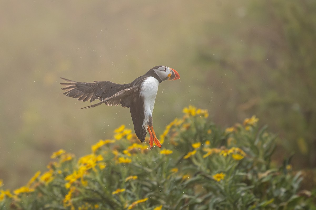 Atlantic Puffin - Charles Villeneuve