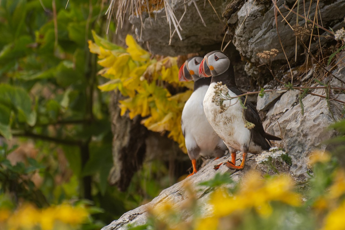 Atlantic Puffin - ML622754473