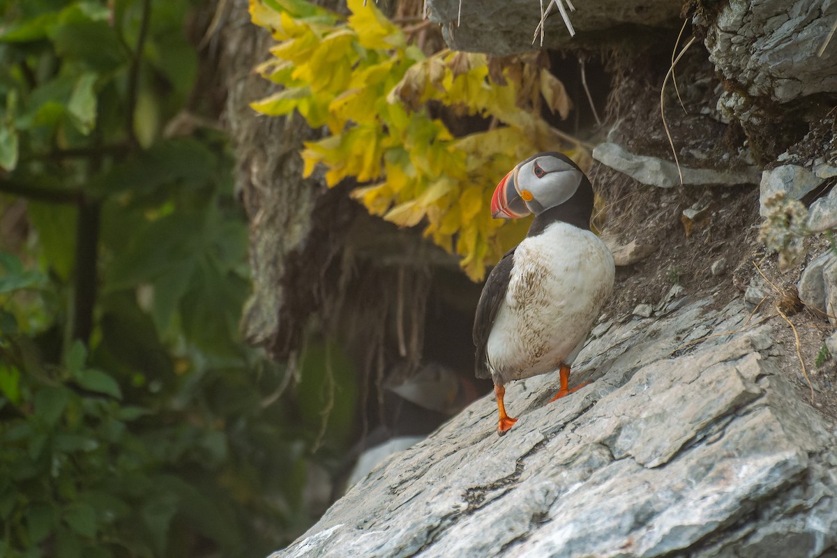 Atlantic Puffin - ML622754474