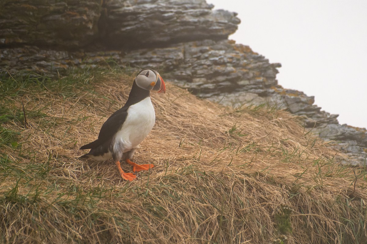 Atlantic Puffin - ML622754475