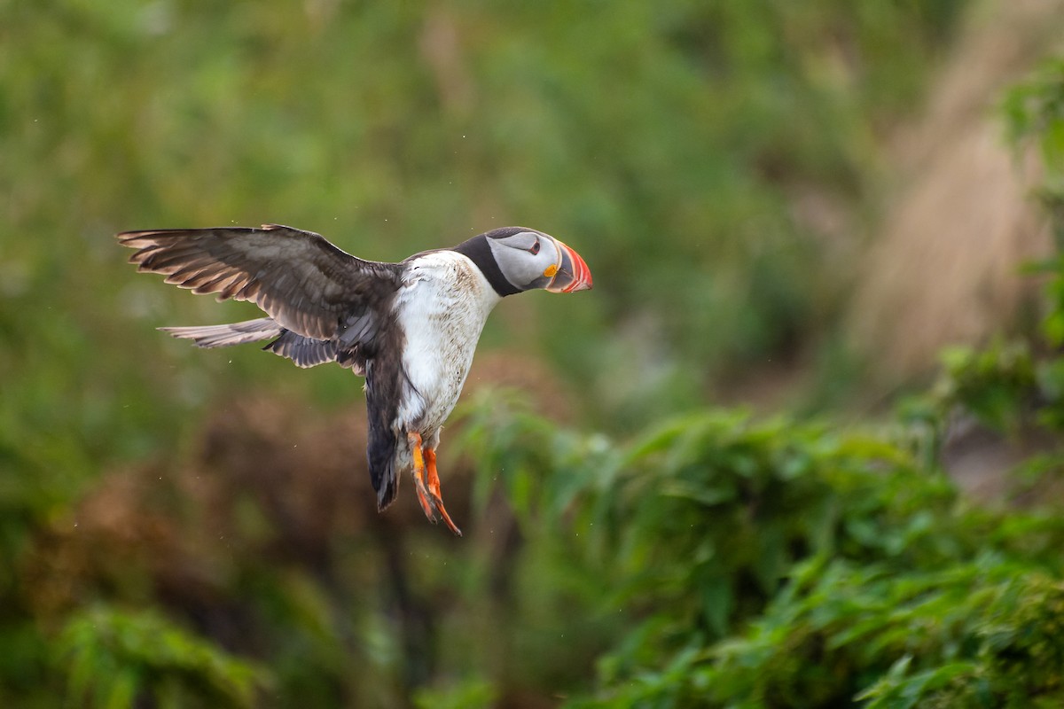 Atlantic Puffin - Charles Villeneuve