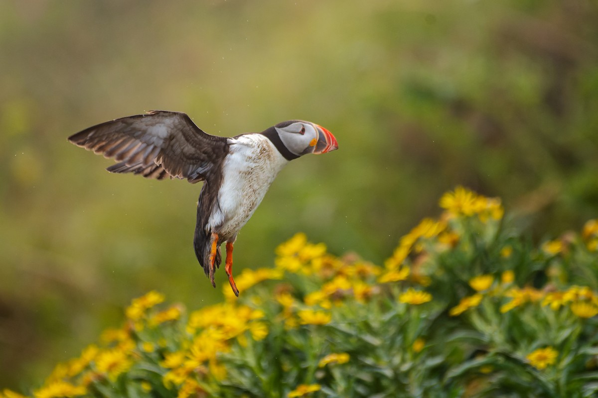 Atlantic Puffin - ML622754477