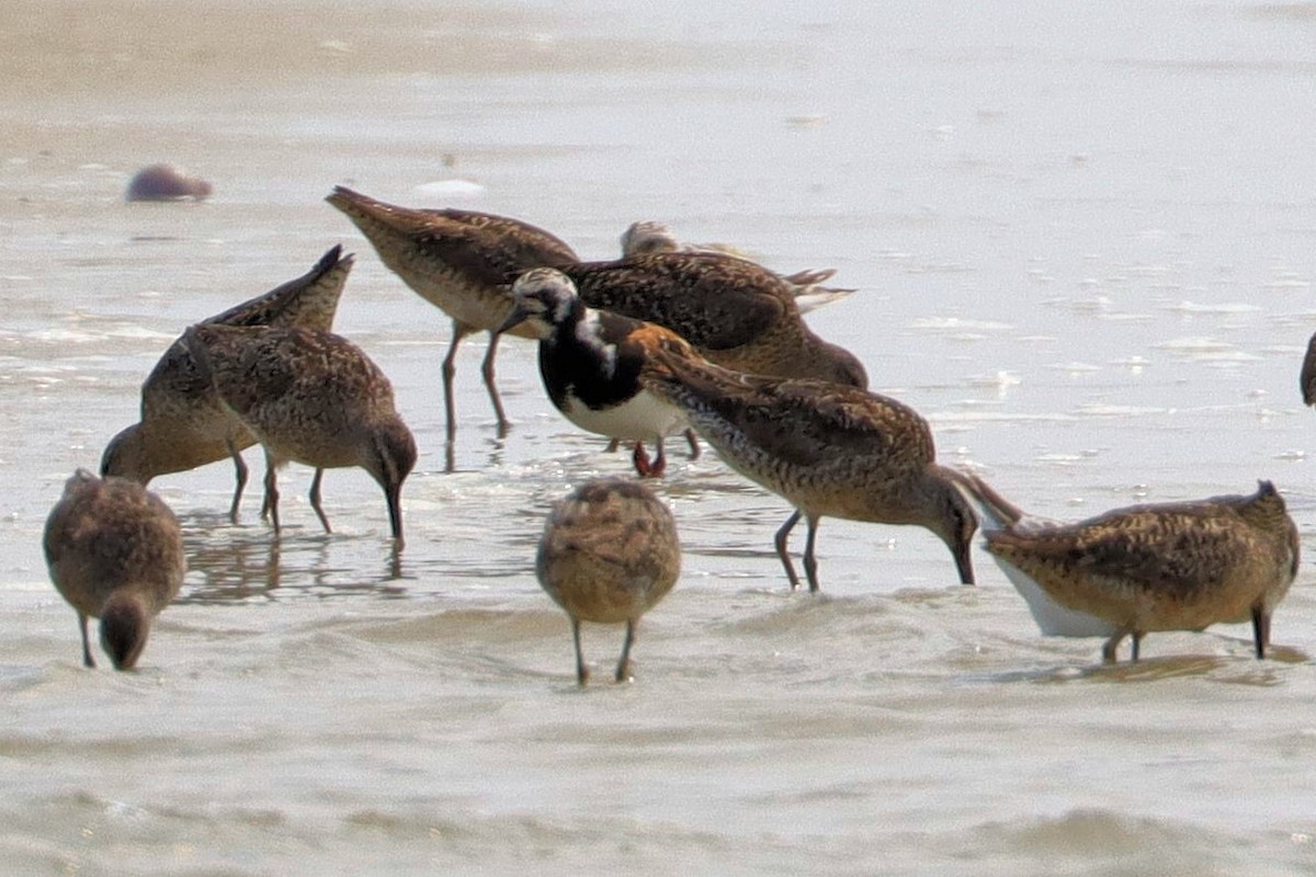 Ruddy Turnstone - ML622754497