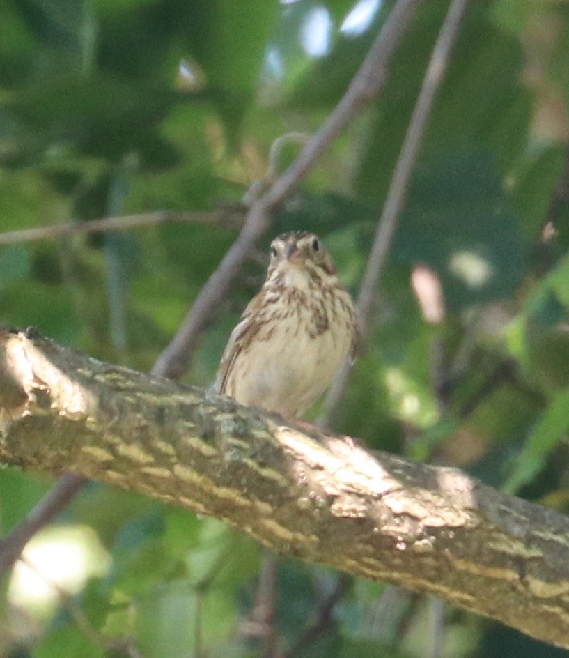 Vesper Sparrow - ML62275451