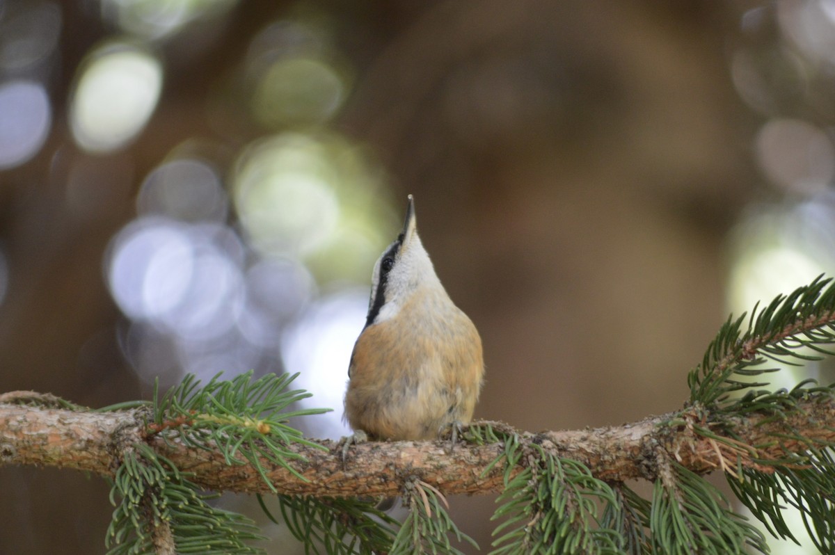 ムネアカゴジュウカラ - ML622754582