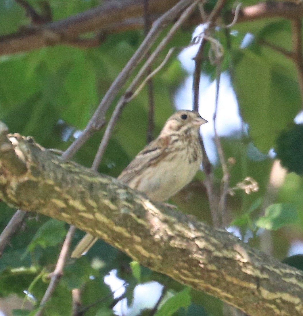 Vesper Sparrow - ML62275461