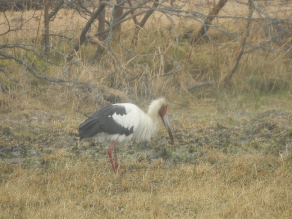 Maguari Stork - Carlos Galvan
