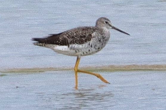 Greater Yellowlegs - ML622754661