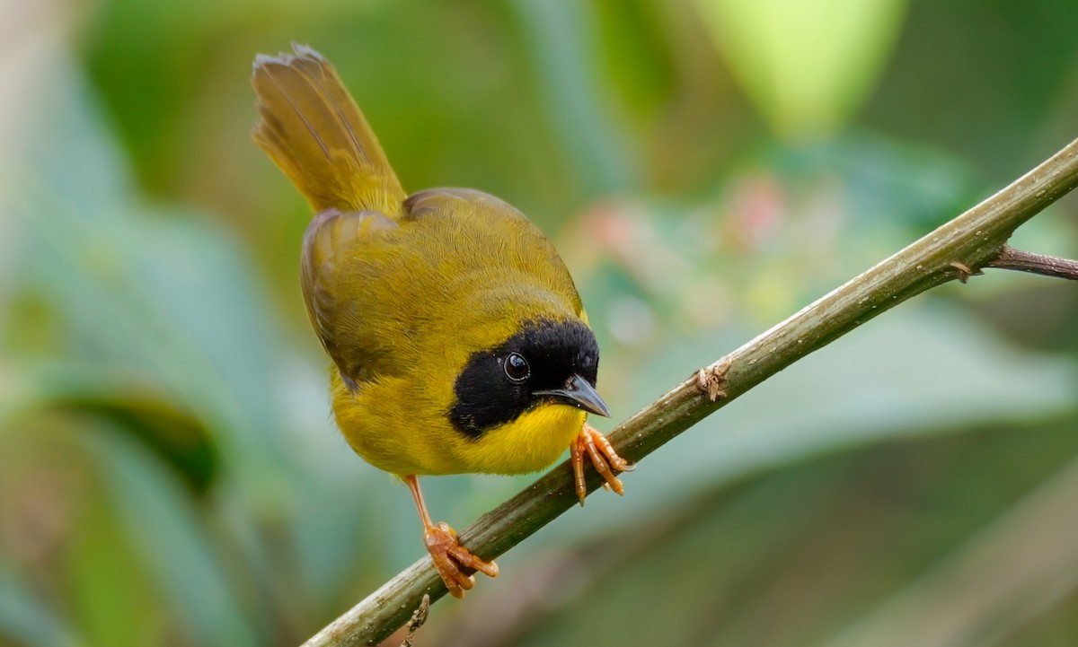 Olive-crowned Yellowthroat - ML622754664