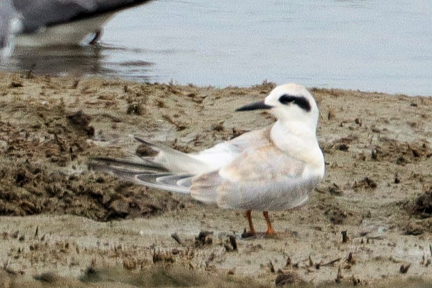 Forster's Tern - ML622754666