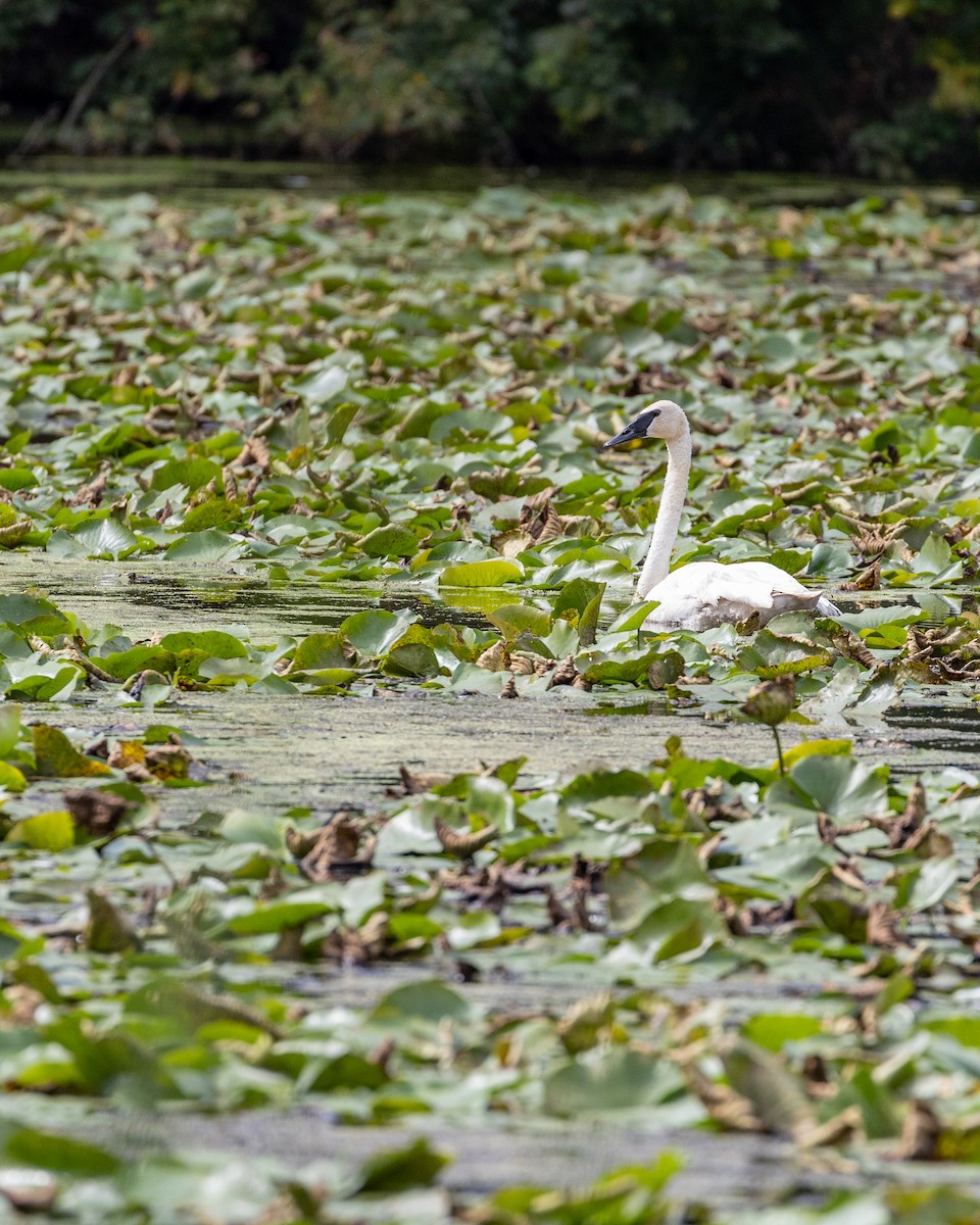 Trumpeter Swan - ML622754685