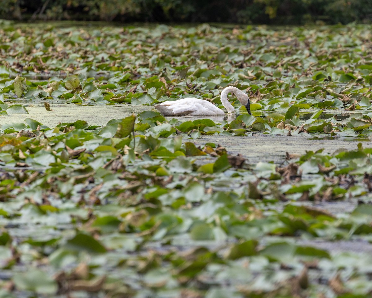 Trumpeter Swan - ML622754687