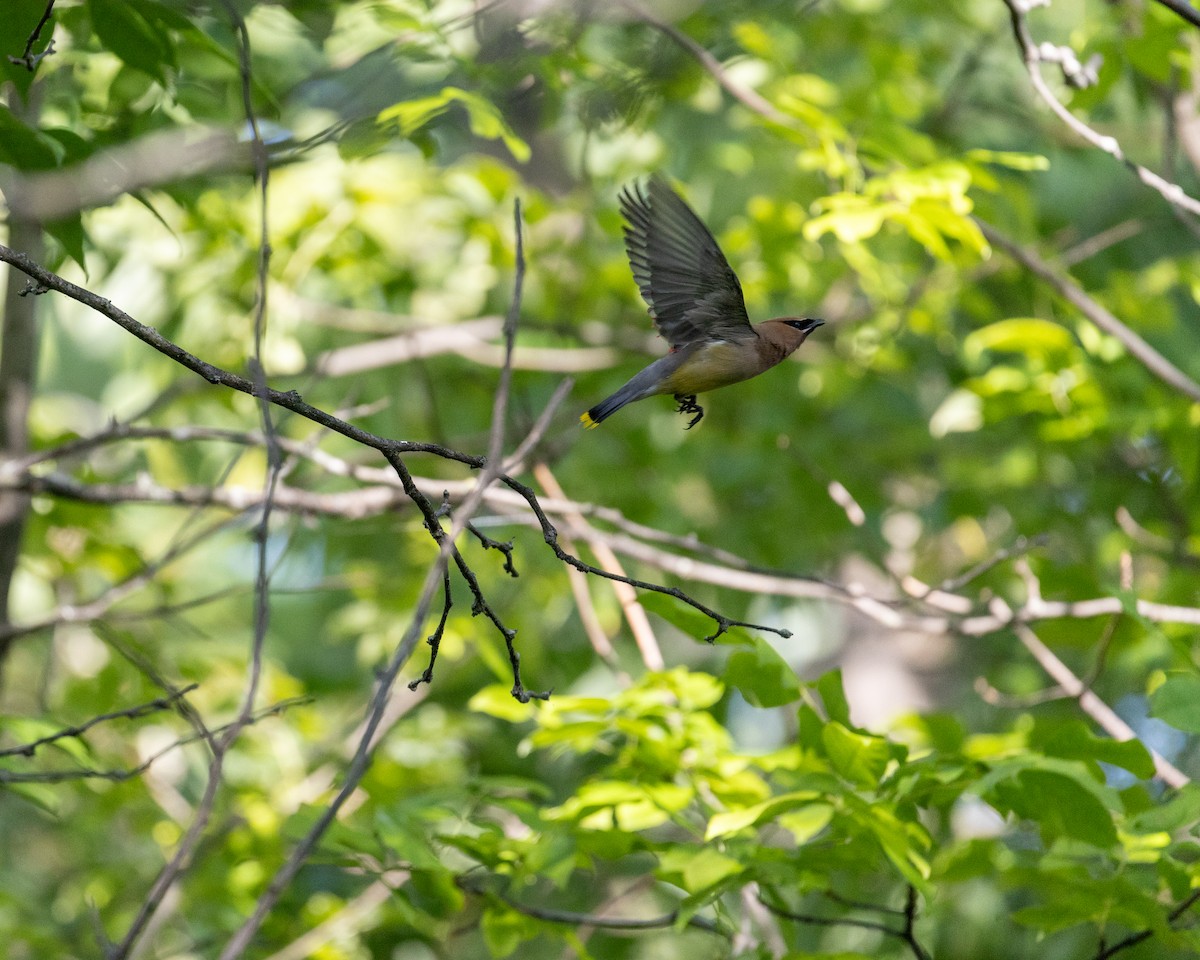 Cedar Waxwing - ML622754766