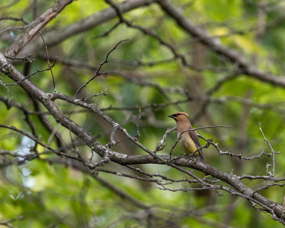 Cedar Waxwing - ML622754767