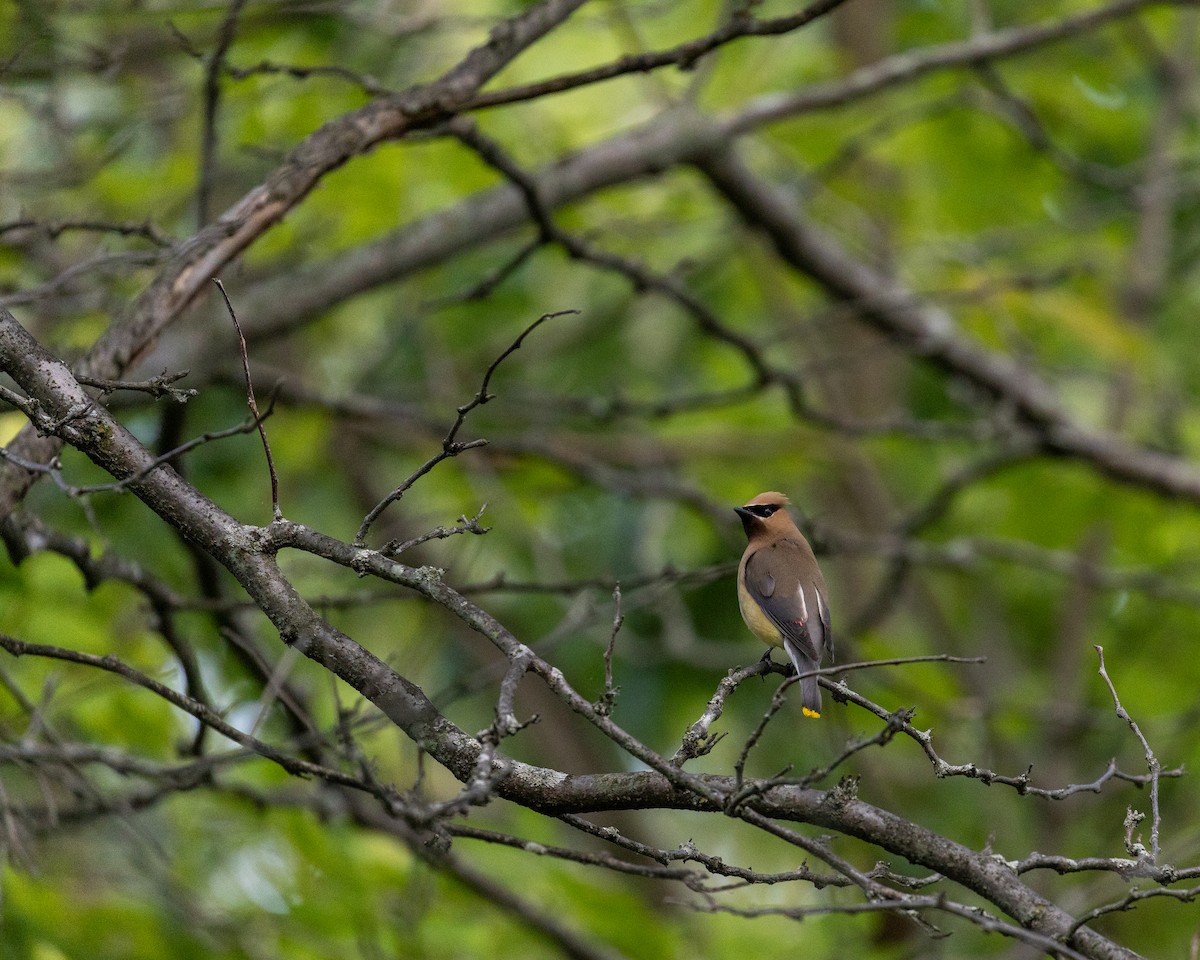 Cedar Waxwing - ML622754768