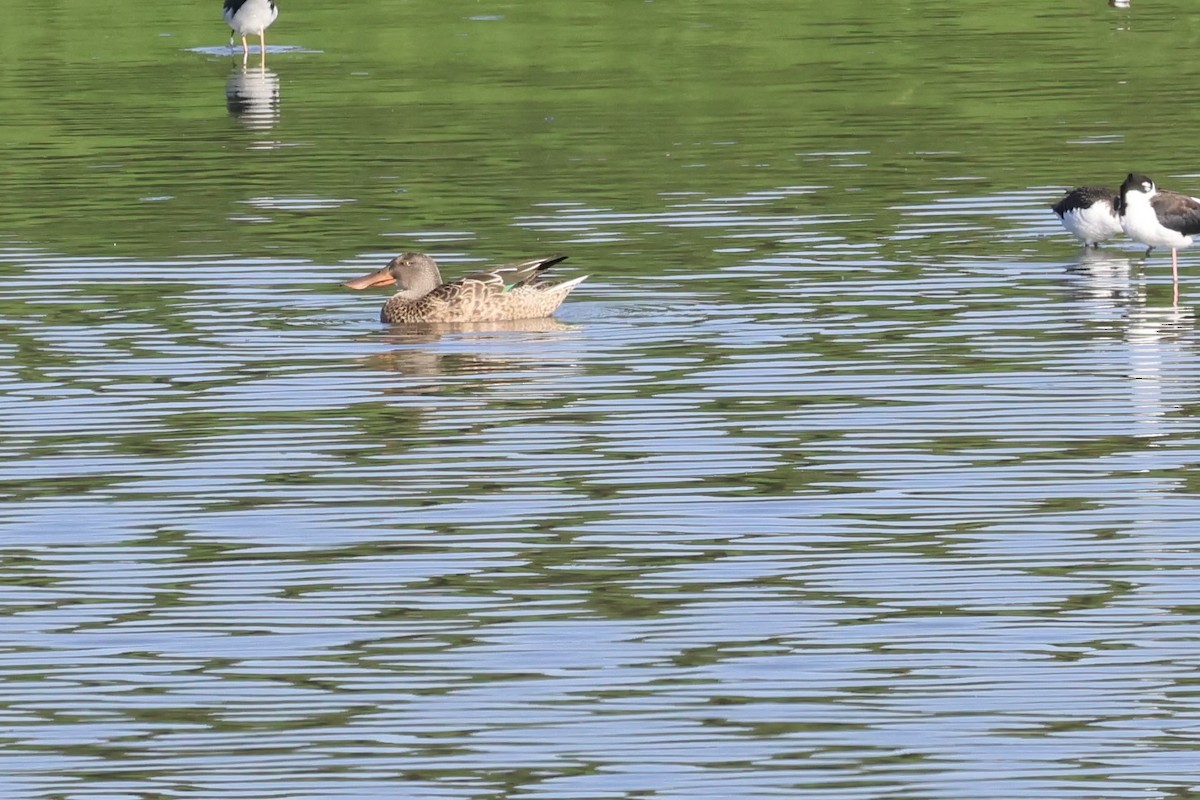 Northern Shoveler - Adrian Hall