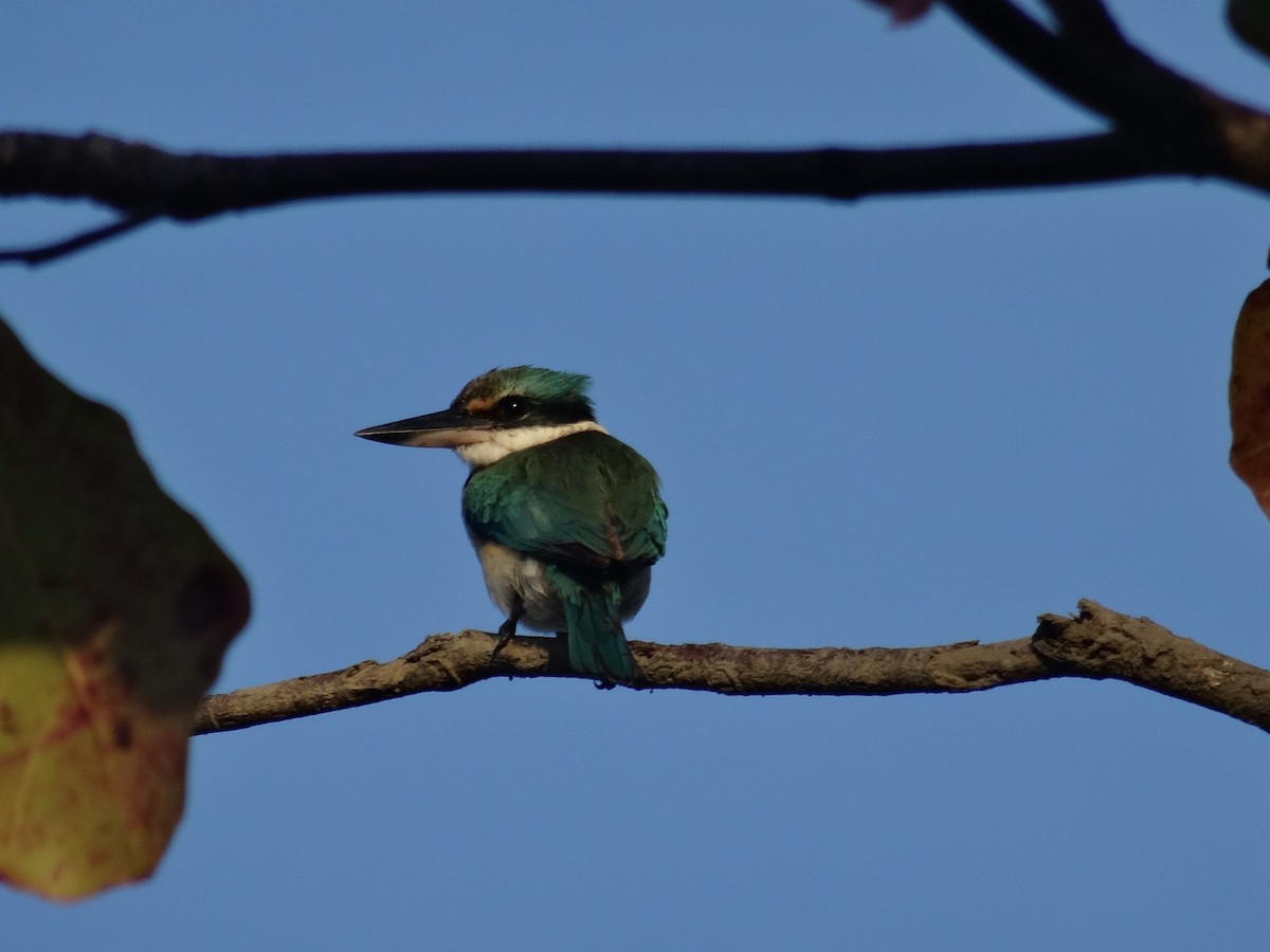 Sacred Kingfisher - ML622754798