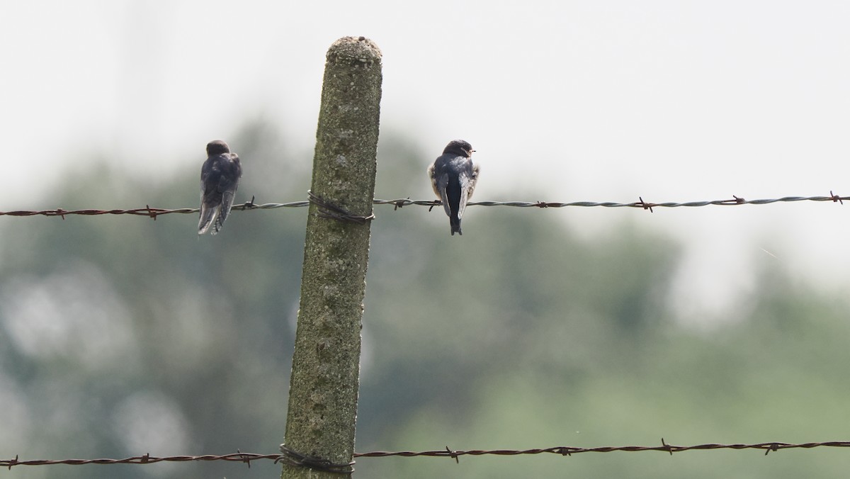 Barn Swallow - ML622754836