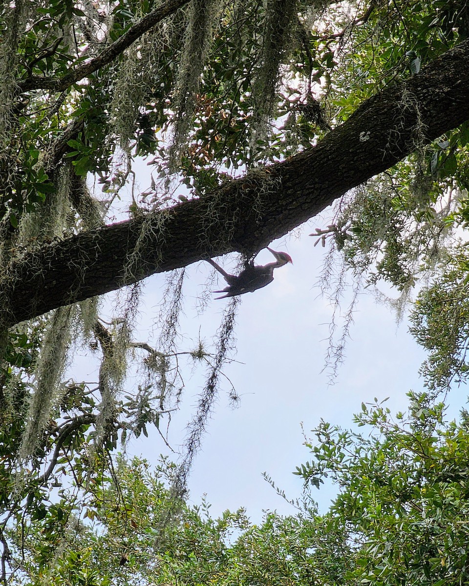 Pileated Woodpecker - ML622754857