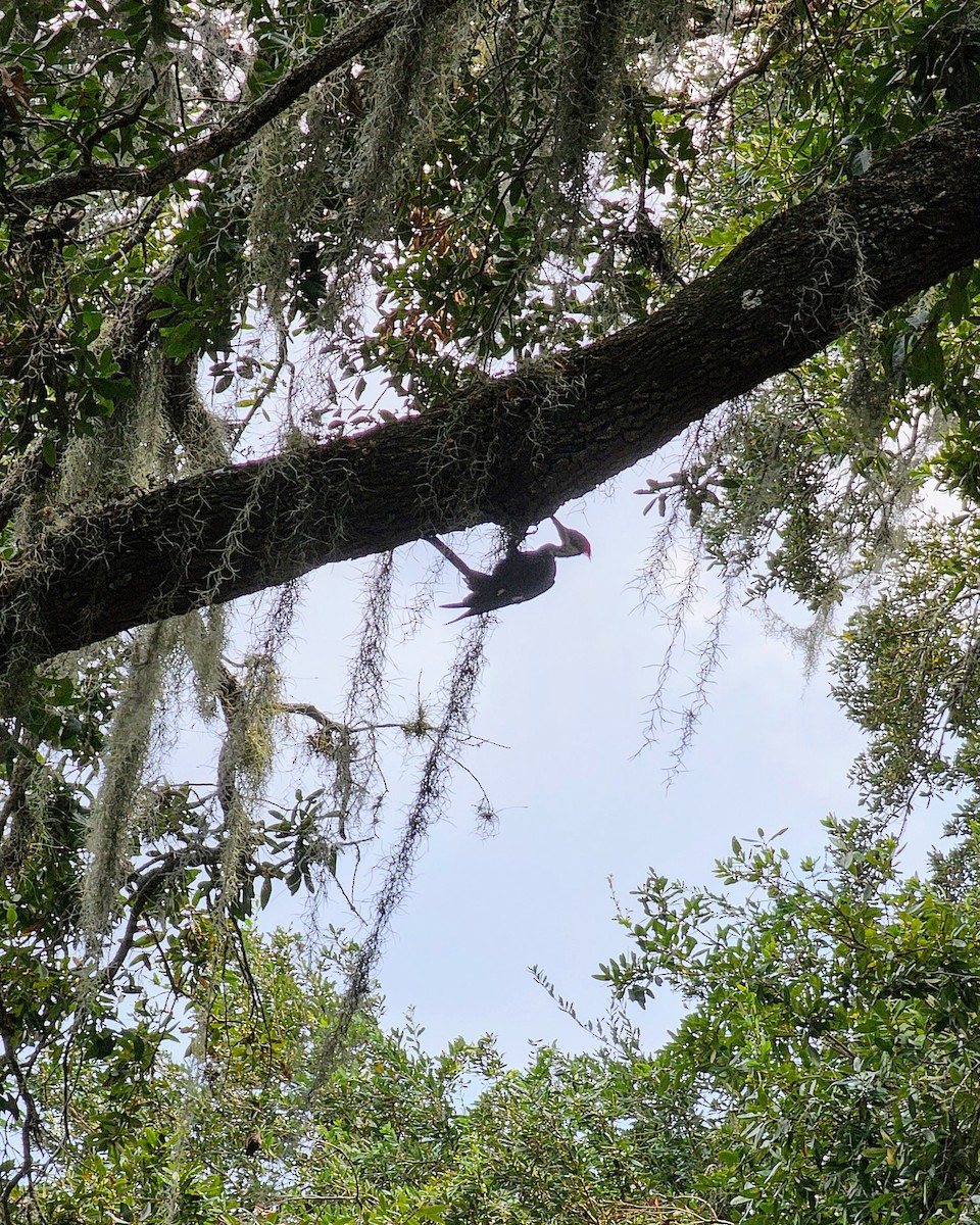 Pileated Woodpecker - ML622754858