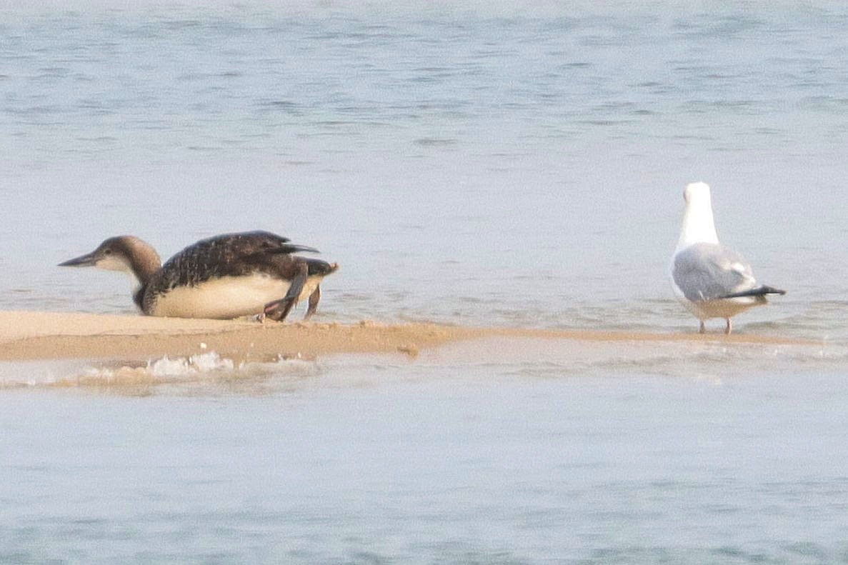 Common Loon - ML622754863