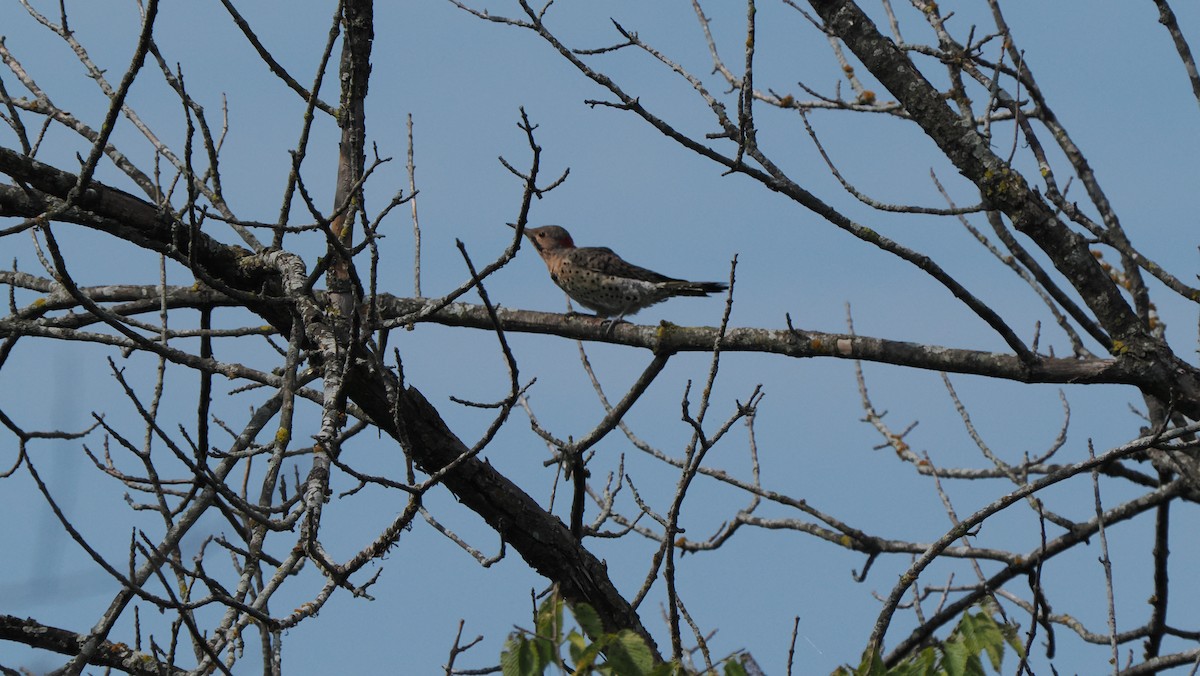 Northern Flicker (Yellow-shafted) - ML622754874