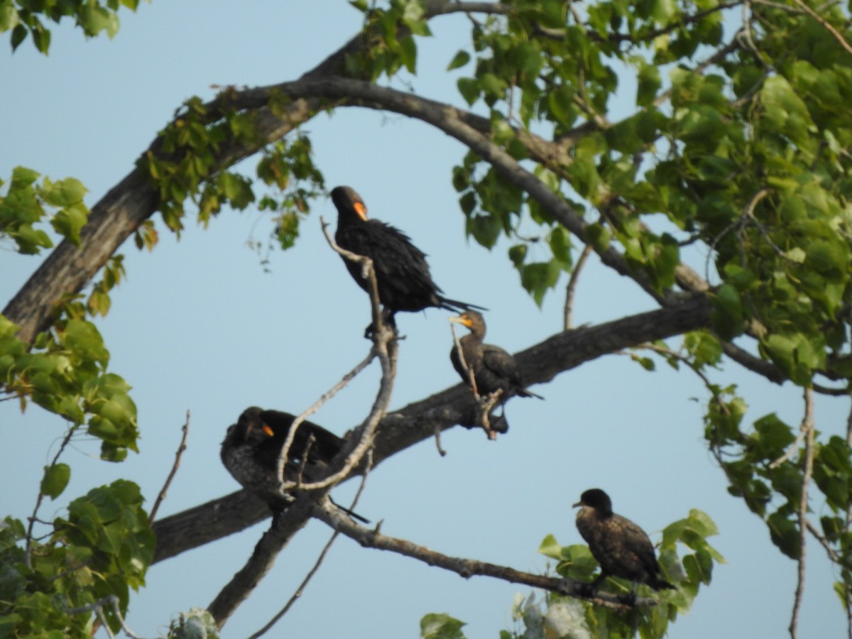 Double-crested Cormorant - ML622754879