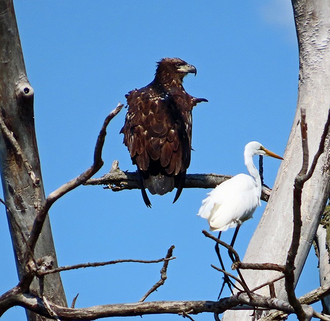 Bald Eagle - Nancy Anderson