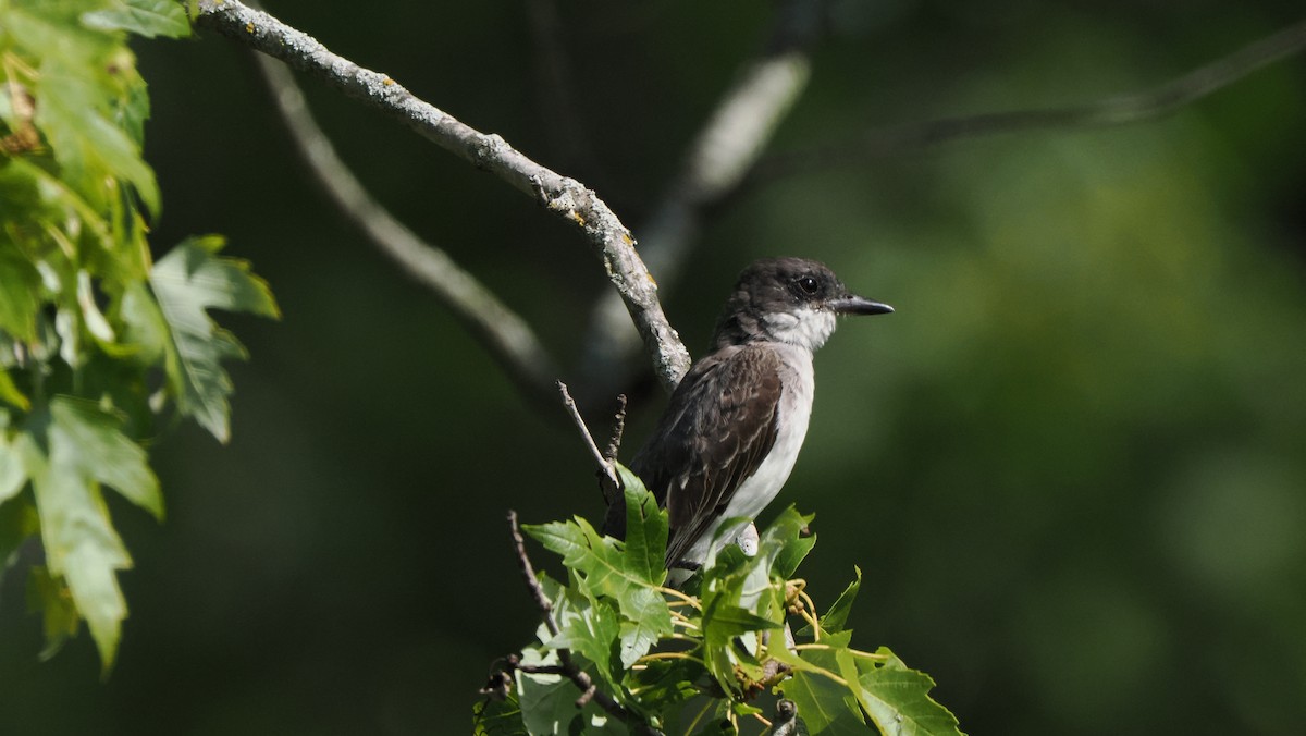 Eastern Kingbird - ML622754896