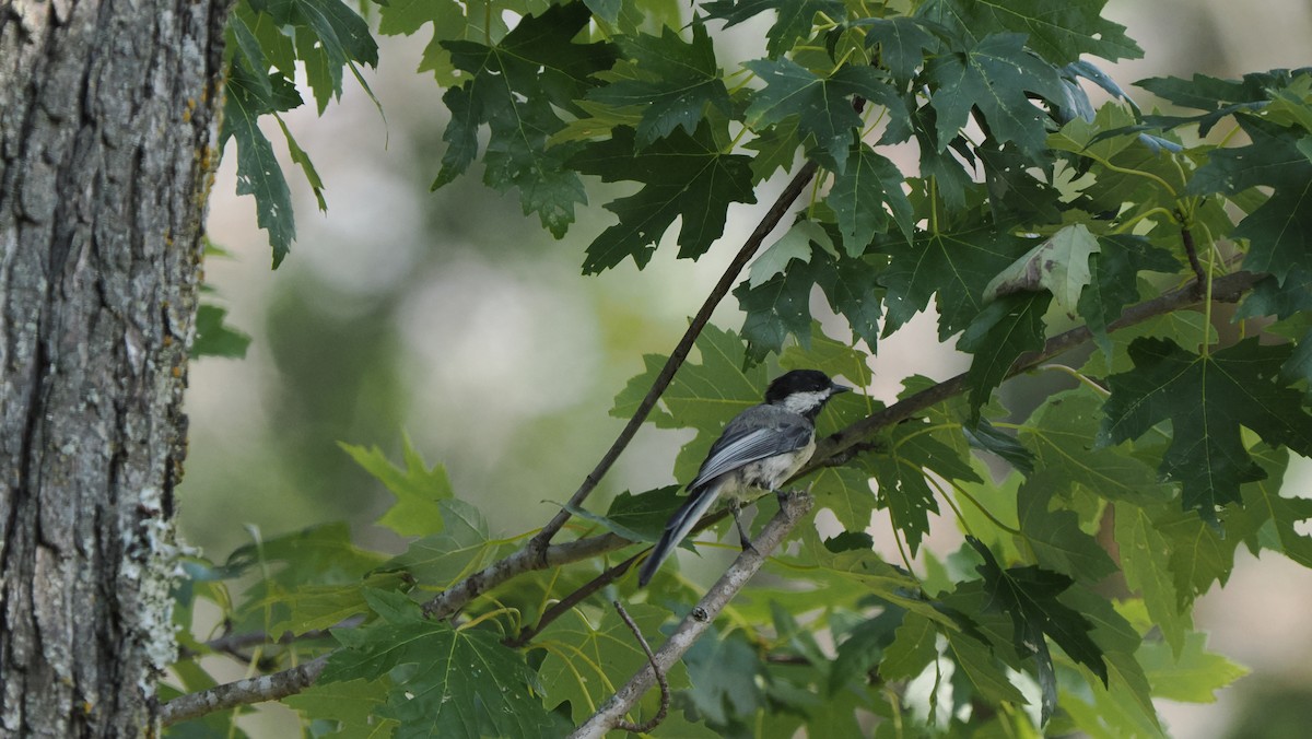 Black-capped Chickadee - ML622754907