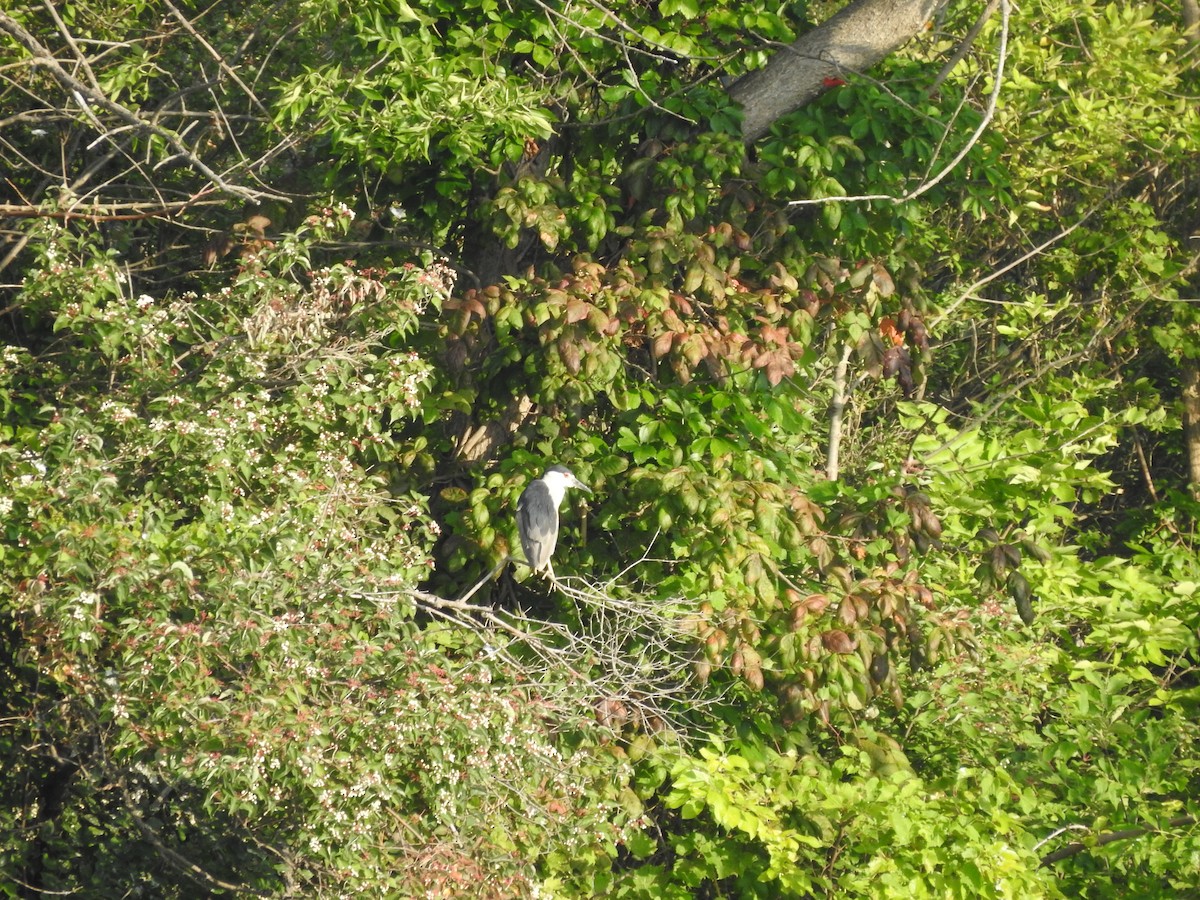 Black-crowned Night Heron - ML622754917