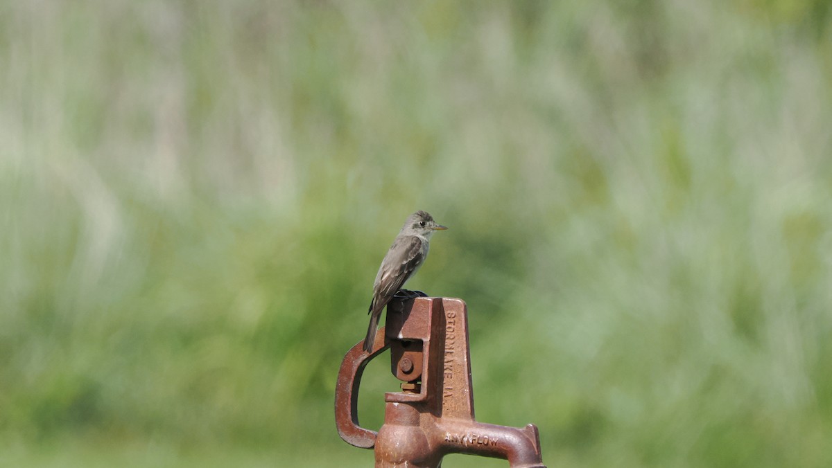 Eastern Wood-Pewee - Mike Grant