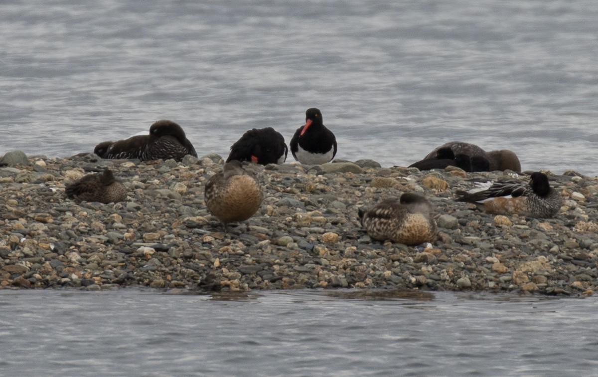 Magellanic Oystercatcher - ML622754948