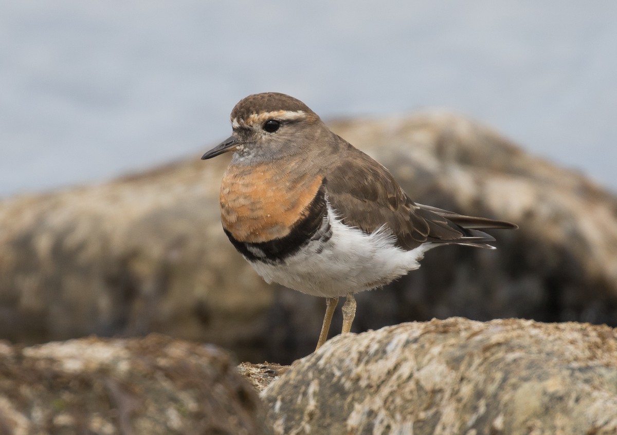 Rufous-chested Dotterel - ML622754955