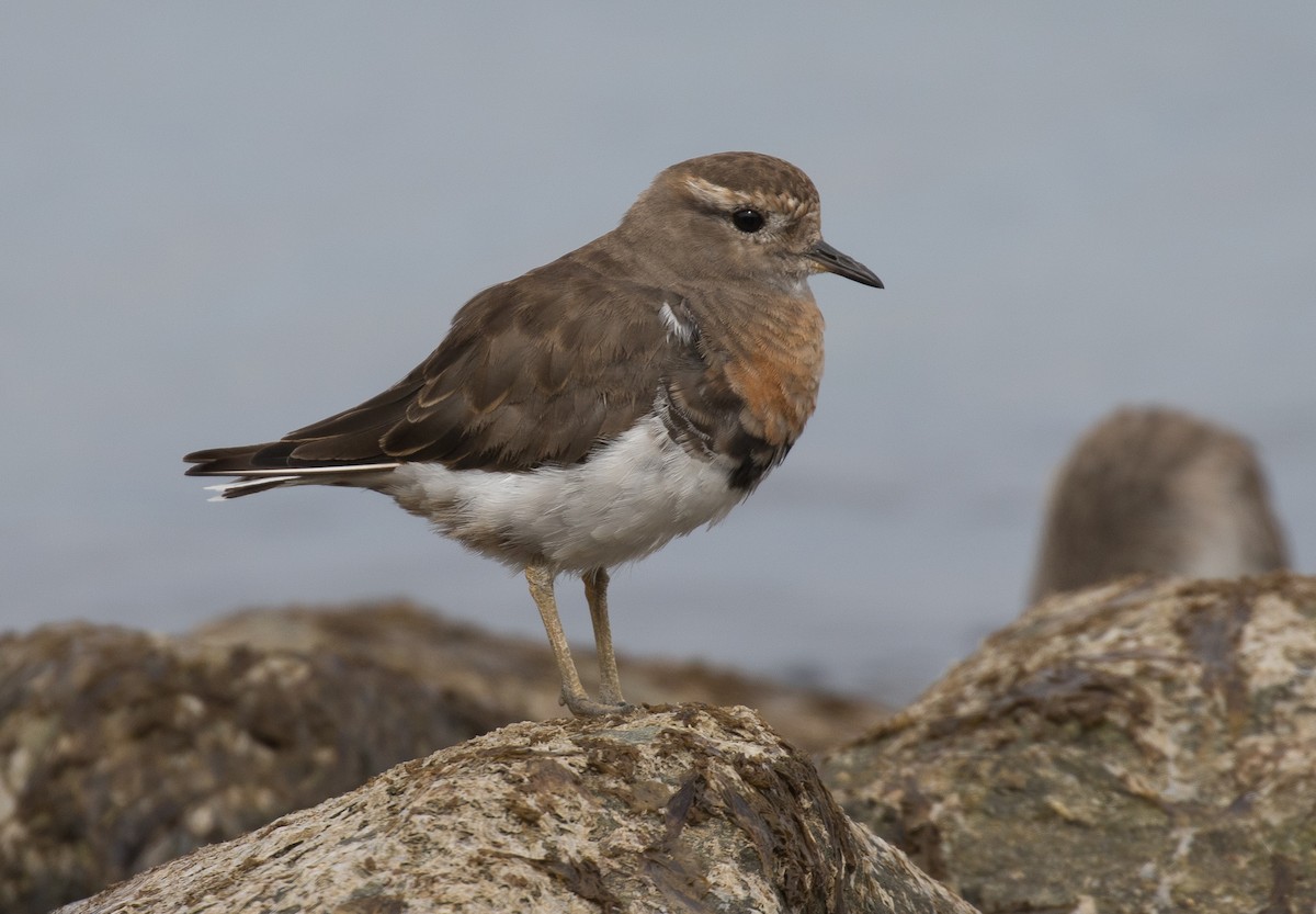 Rufous-chested Dotterel - ML622754956