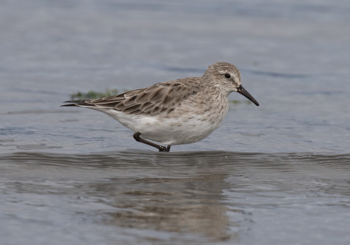 Weißbürzel-Strandläufer - ML622754958