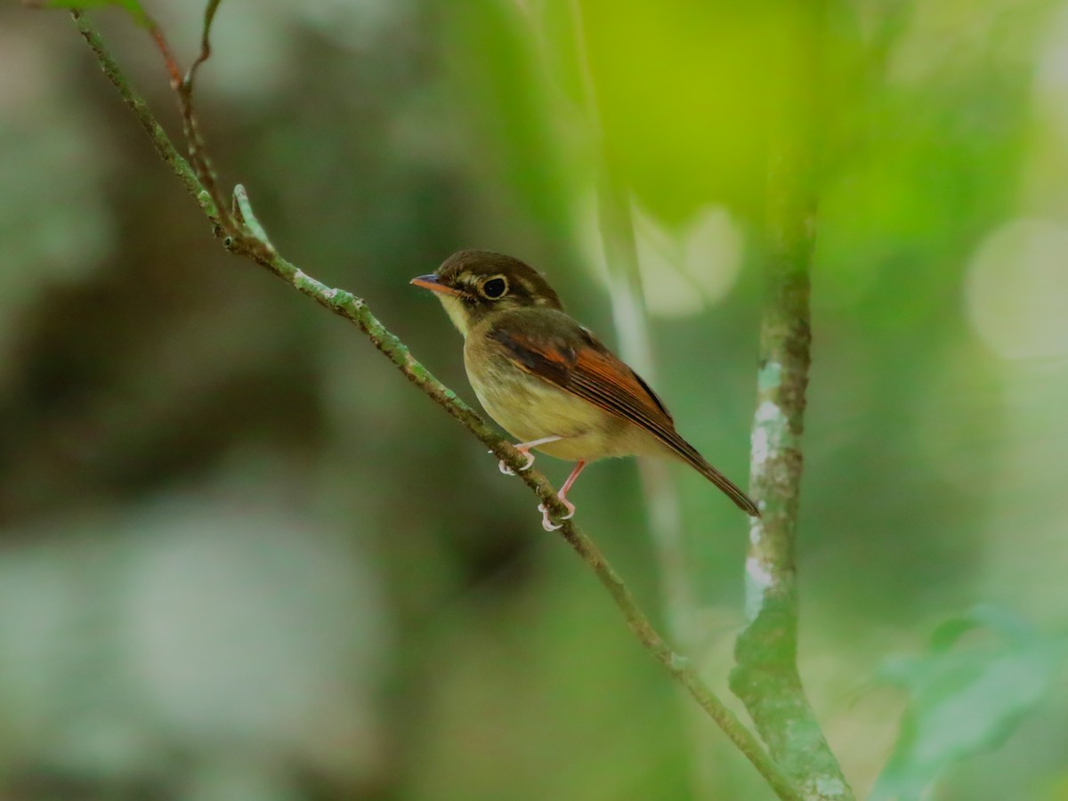 Russet-winged Spadebill - ML622754976