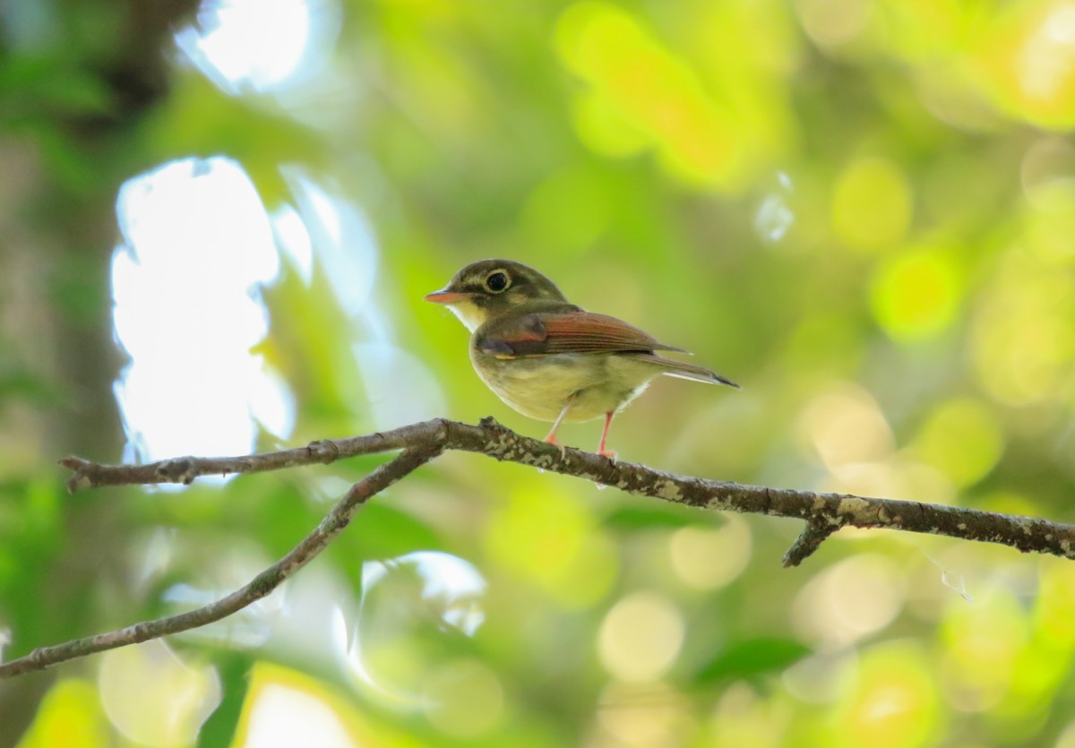 Russet-winged Spadebill - ML622754977