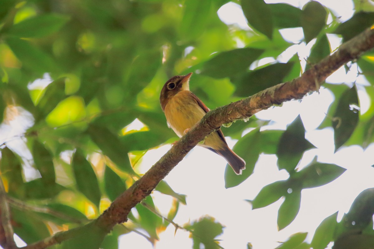 Russet-winged Spadebill - ML622754979