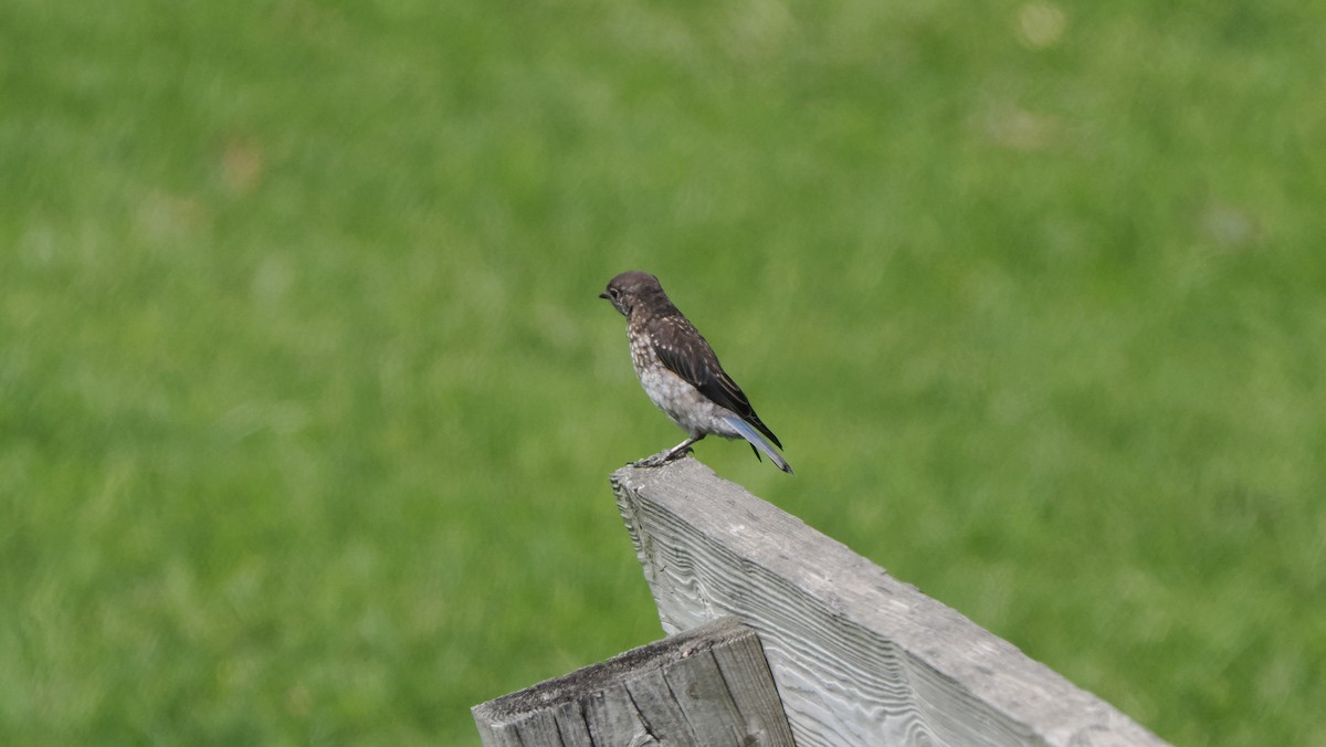 Eastern Bluebird - ML622754982